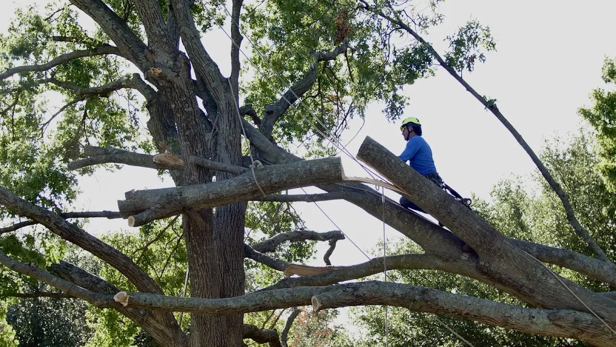 Professional Crown Thinning performed by certified arborists in Portis