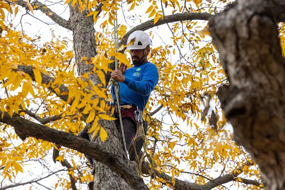 Skilled Tree Transplanting crew working in Portis